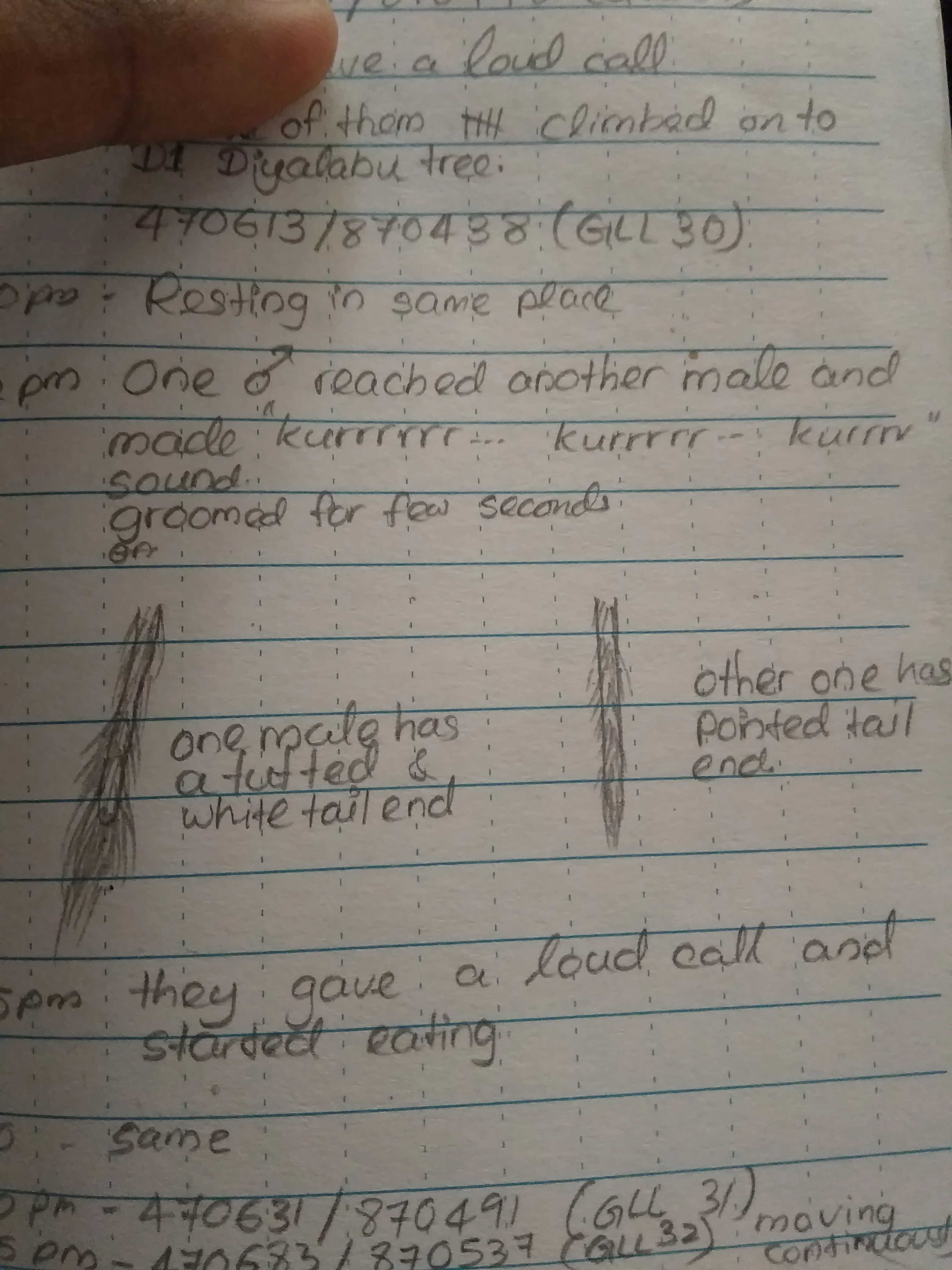Handwritten field notebook page with timestamped behavioral observations and pencil sketches comparing two tail markings