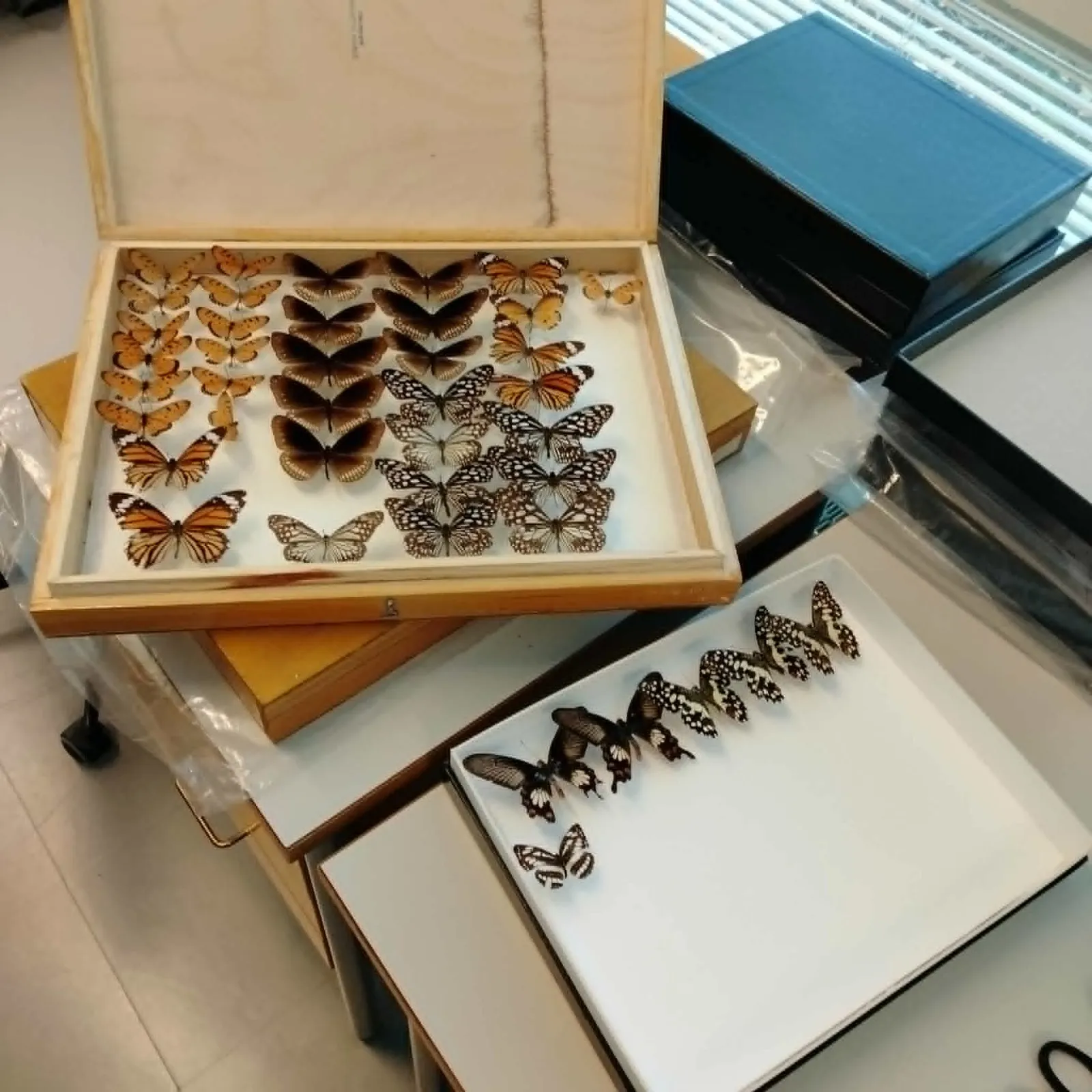 Open specimen boxes on a bench holding rows of pinned butterflies — orange, brown, and black-and-white species