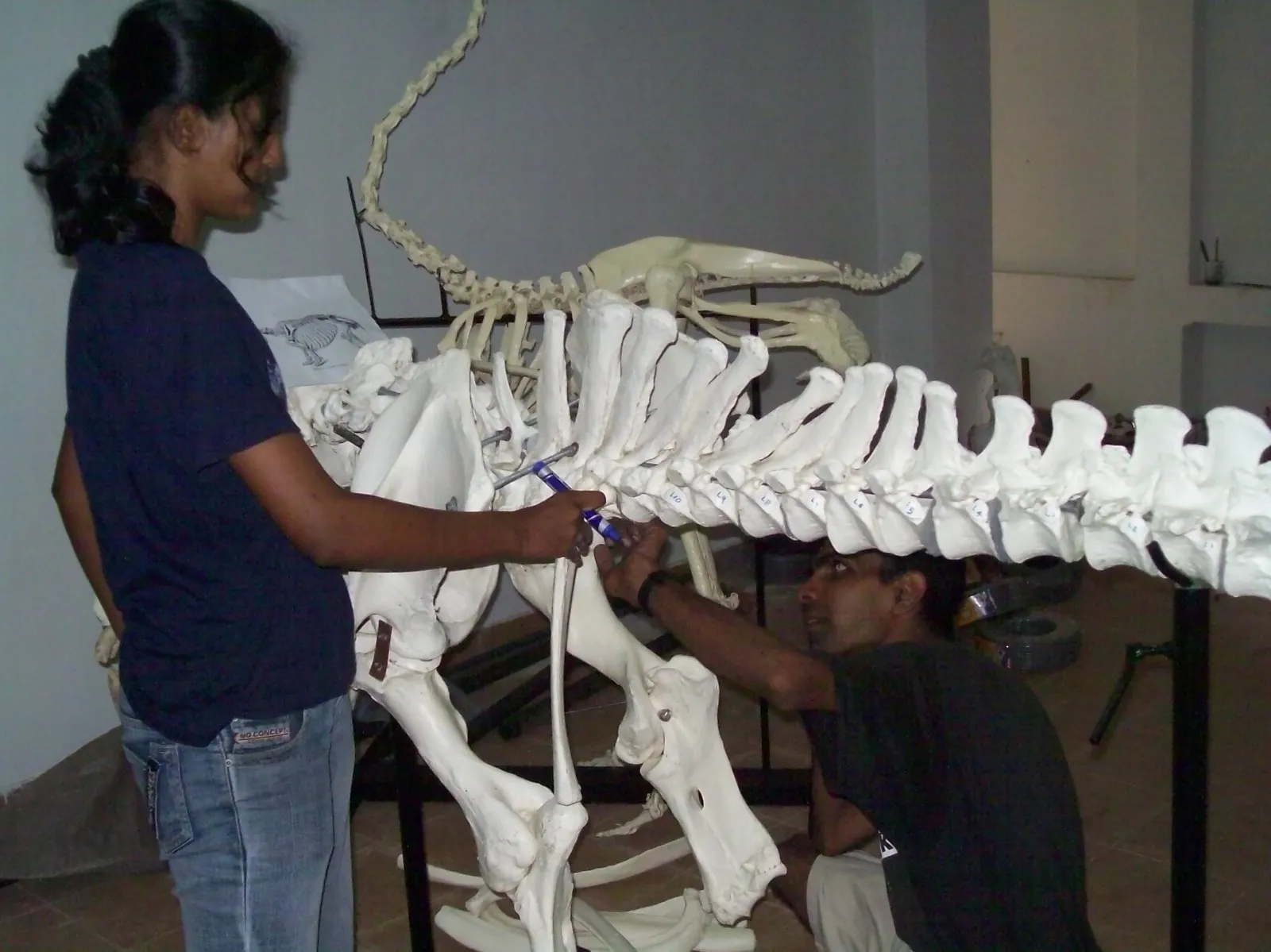Working with a museum technician to position vertebrae and ribs on a large mounted mammal skeleton, an anatomy reference sheet propped against the frame